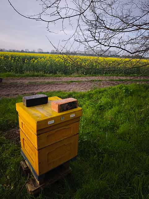 Yellow beehive in a beautiful rapeseed field in Nottinghamshire countryside – family-run apiary producing traceable raw honey