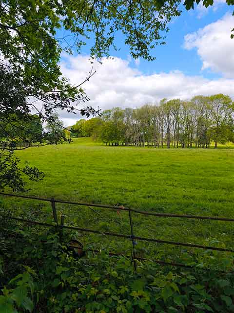 Lush green meadow framed by trees and ivy in Strelley Village, Nottinghamshire – natural habitat for bees producing raw wildflower honey