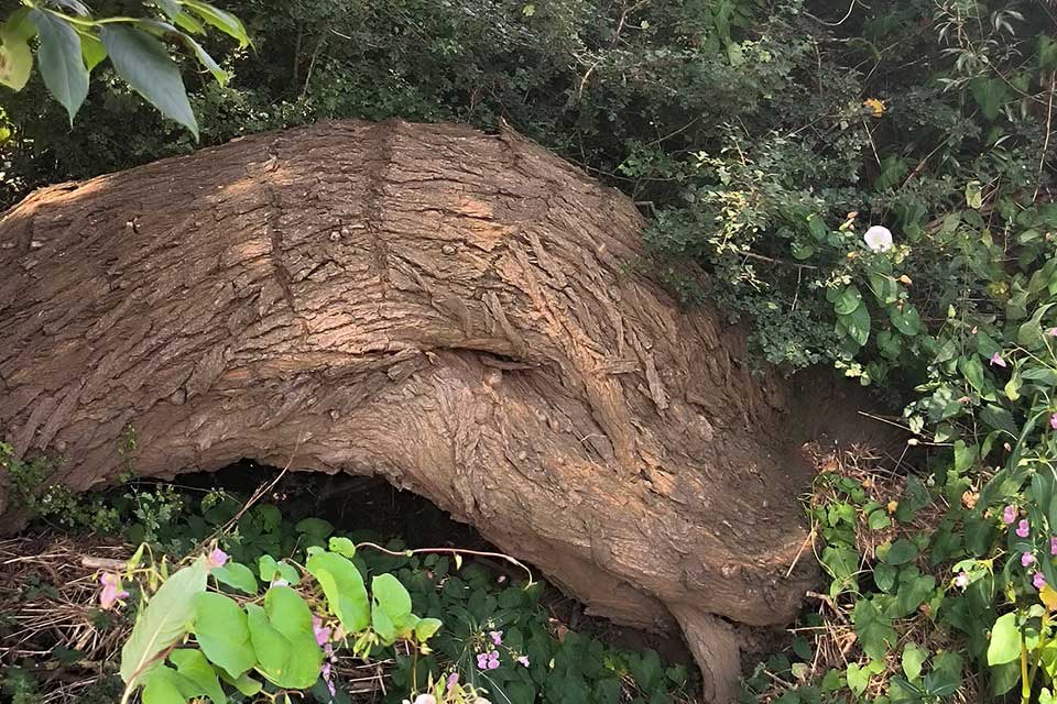 Fire-scarred tree in Wysall that housed a wild honey bee colony