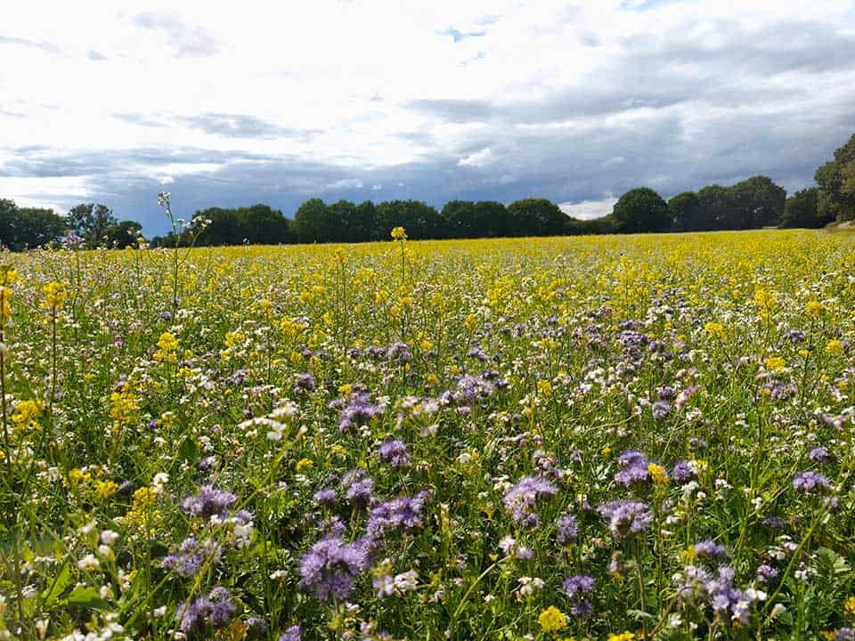 Wildflower meadow in full bloom Oakwood Village Derbyshire July 2025