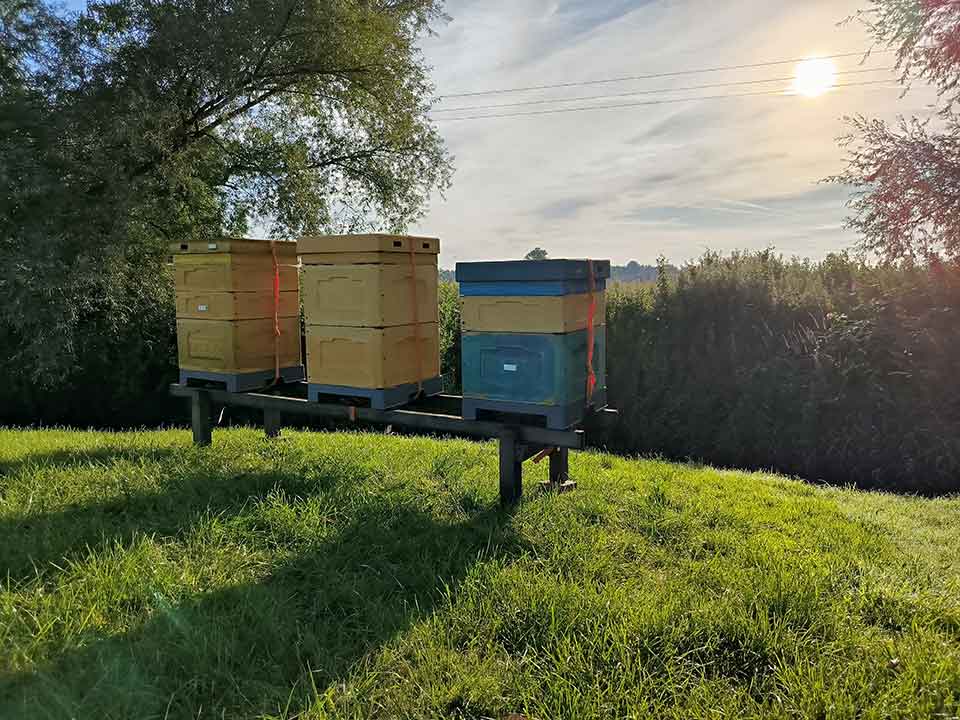 Traditional wooden beehives at golden hour in a meadow in Nottinghamshire countryside, source of our traceable raw single-origin honey from family apiaries