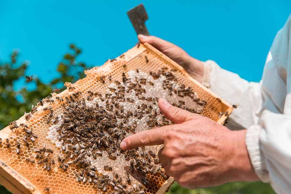 Beekeeper inspecting a frame of honeycomb full of bees – crude honey production in a UK apiary