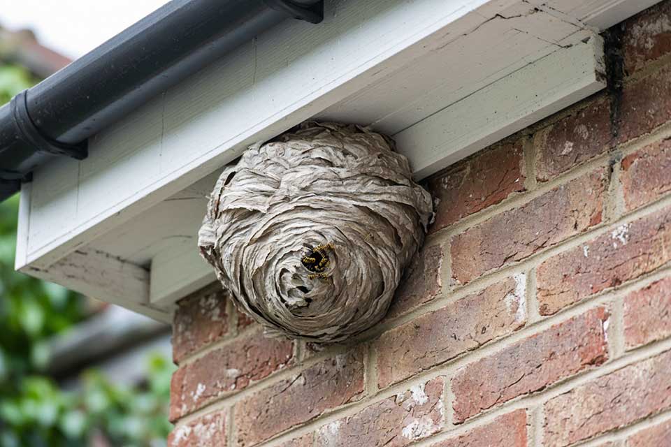 Wasp nest in a soffit — do wasp nests come back next year