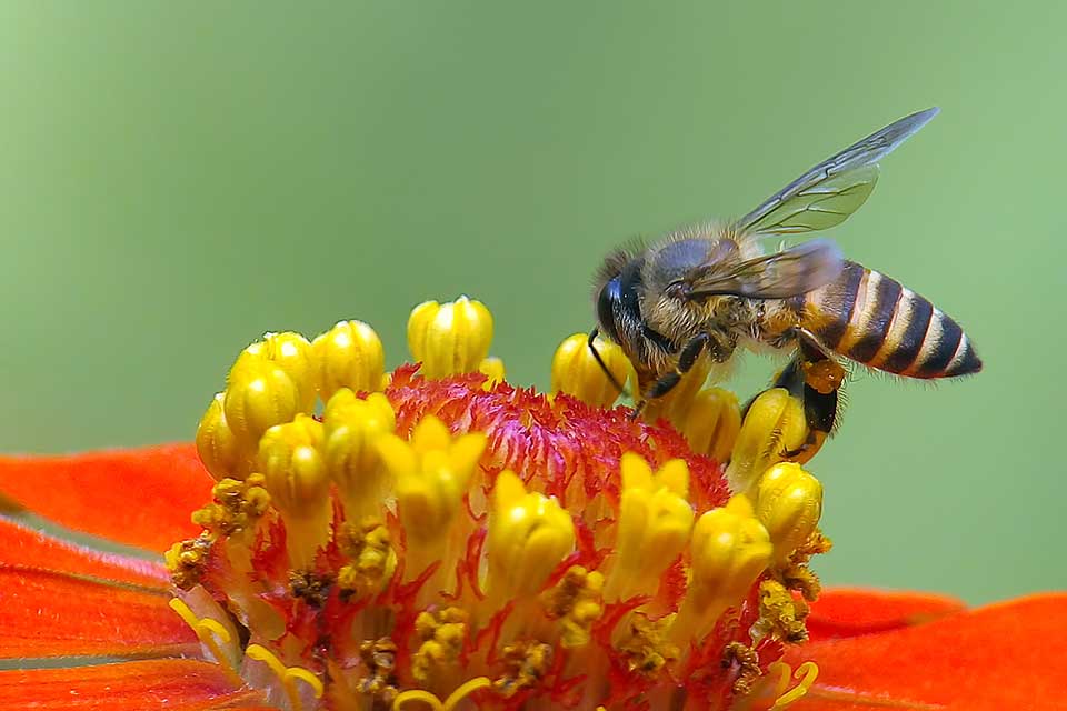 Honey bee collecting pollen on an open orange flower