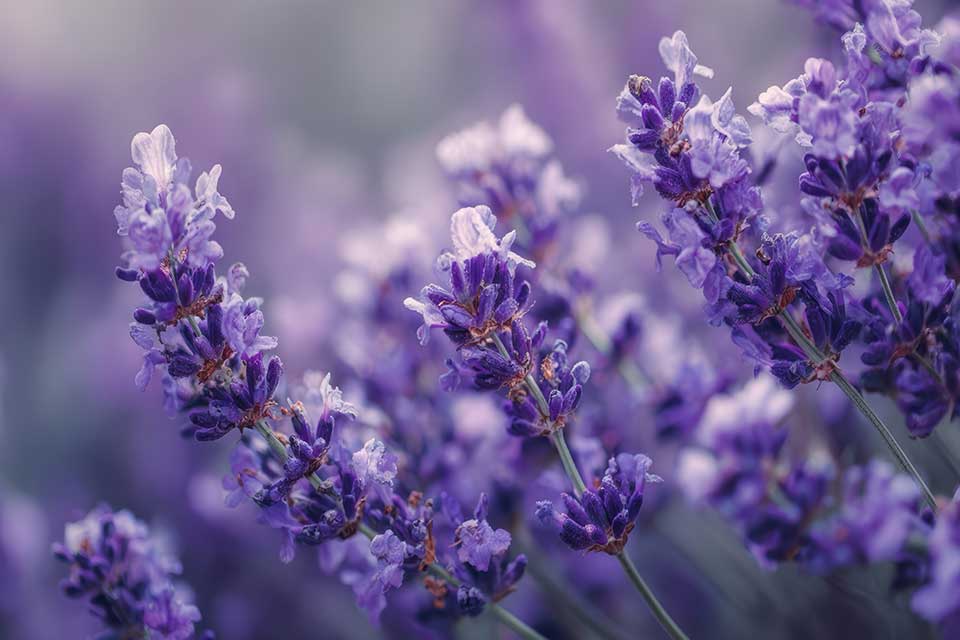 Purple lavender flowers for bees in a summer garden