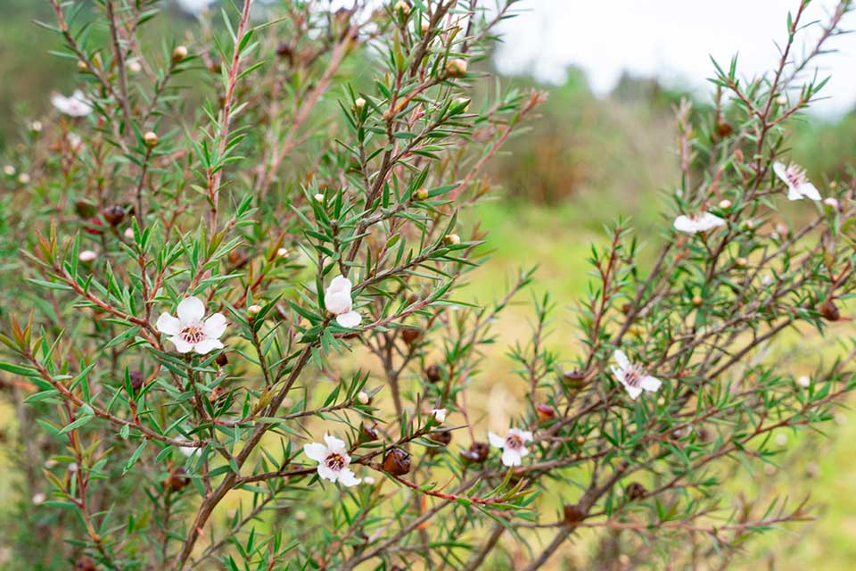 Mānuka bush flowers, Leptospermum scoparium, the plant behind Manuka honey for cough