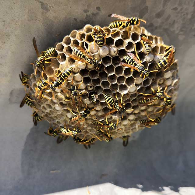 Open wasp nest showing hexagonal comb and yellow-and-black worker wasps