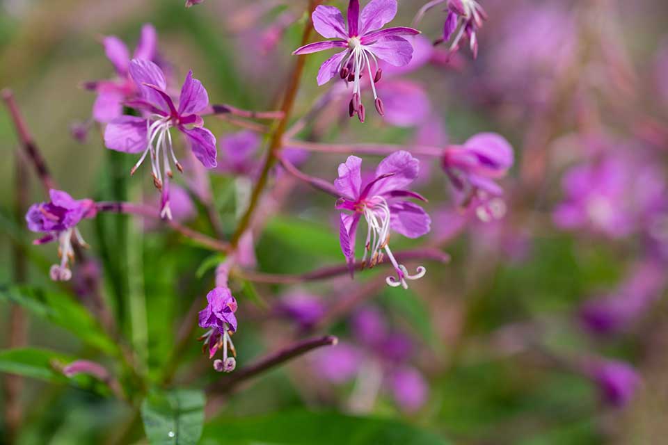 Rosebay willowherb for bees — pink four-petalled flower spikes