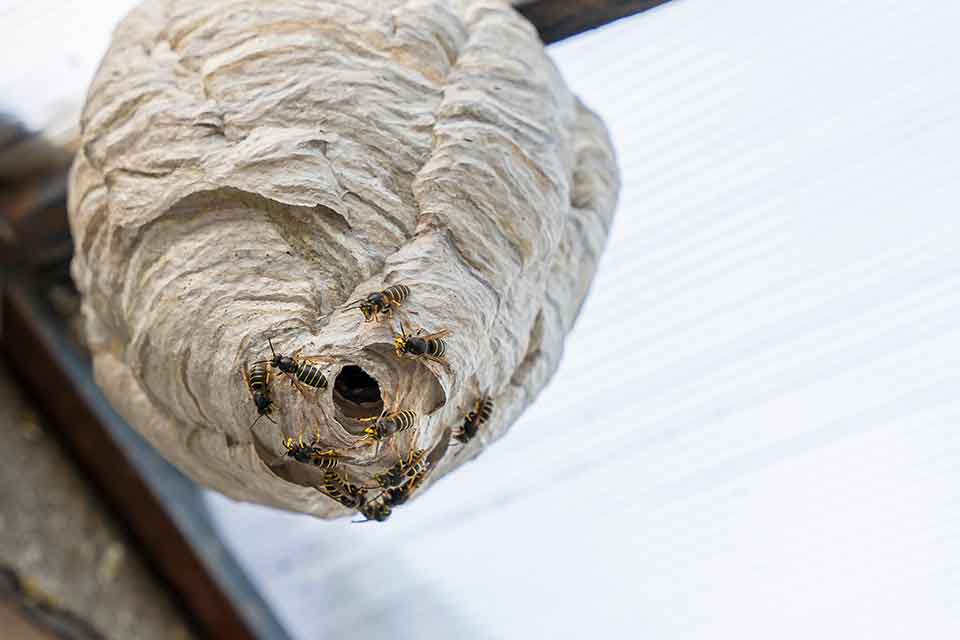 Active paper wasp nest under eaves with wasps at the entrance in late summer