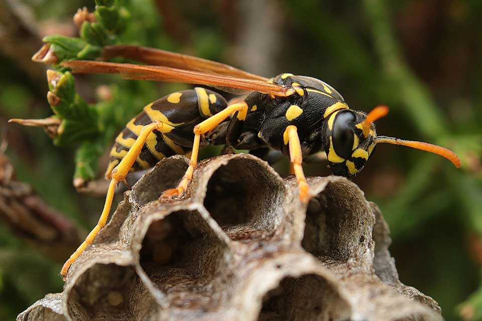 Common wasps on a grey paper wasp nest — wasp nest removal Nottingham