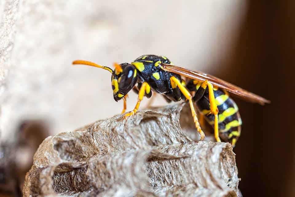 Female wasp on a grey paper nest — do wasp nests come back next year