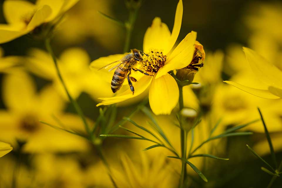 How to attract bees to your garden — honey bee on an open yellow flower