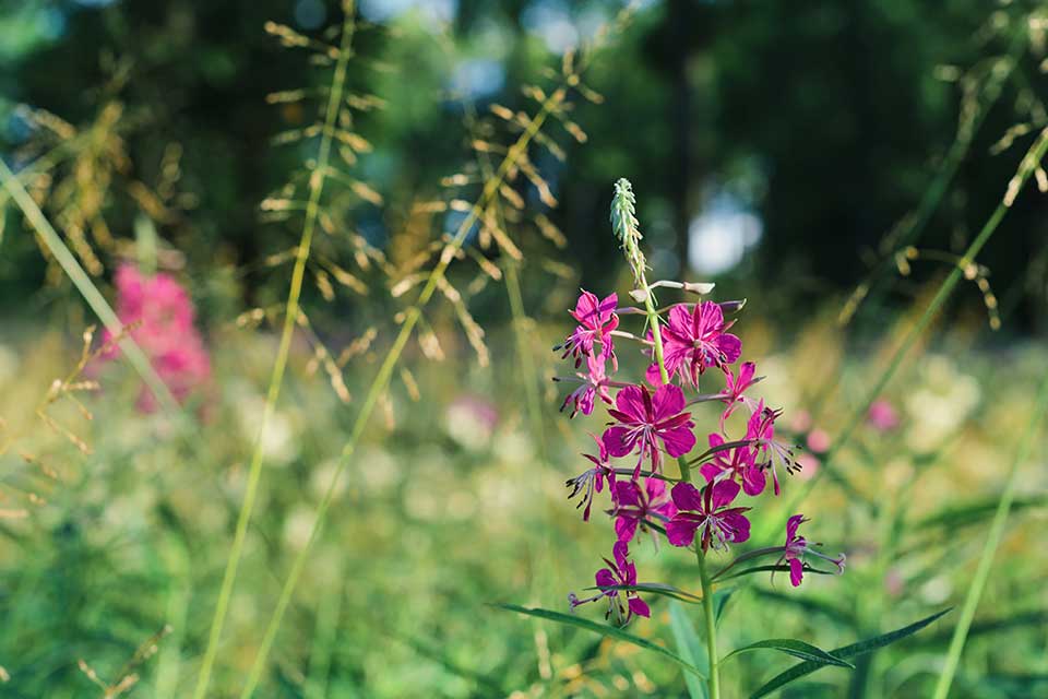 Rosebay willowherb stand on a woodland ride in summer