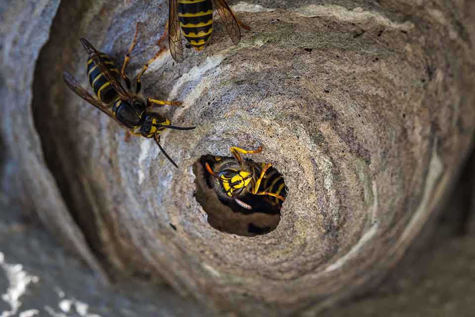 Wasp nest removal Nottingham – grey paper wasp nest under house eaves