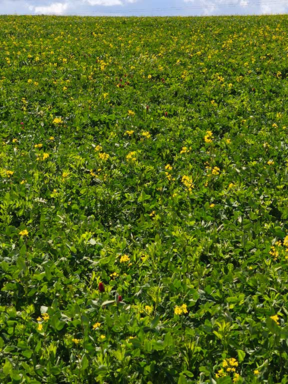 Green crop with yellow rapeseed and dark red crimson clover behind Riseholme Country Store