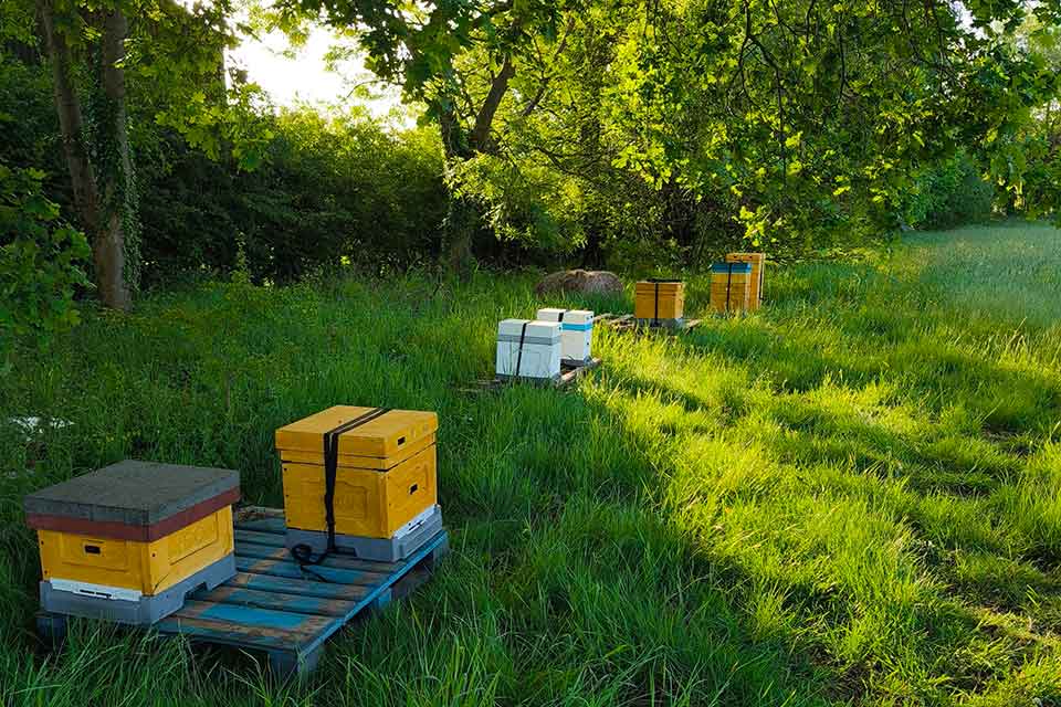 Beehives at the Woodborough Village apiary, in a grassy clearing among trees