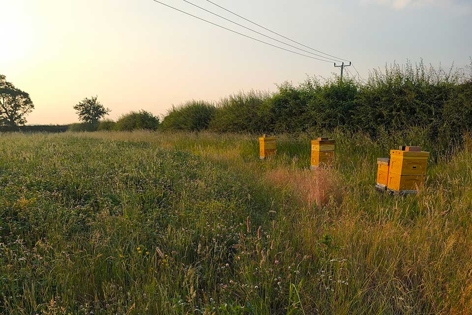 Beehives standing in a flowering meadow at Wysall Village, with a hedge behind them