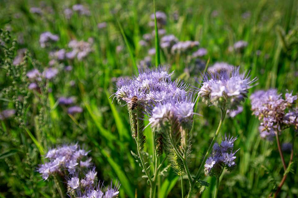 How to recognise phacelia — coiled purple-blue spikes with a honey bee