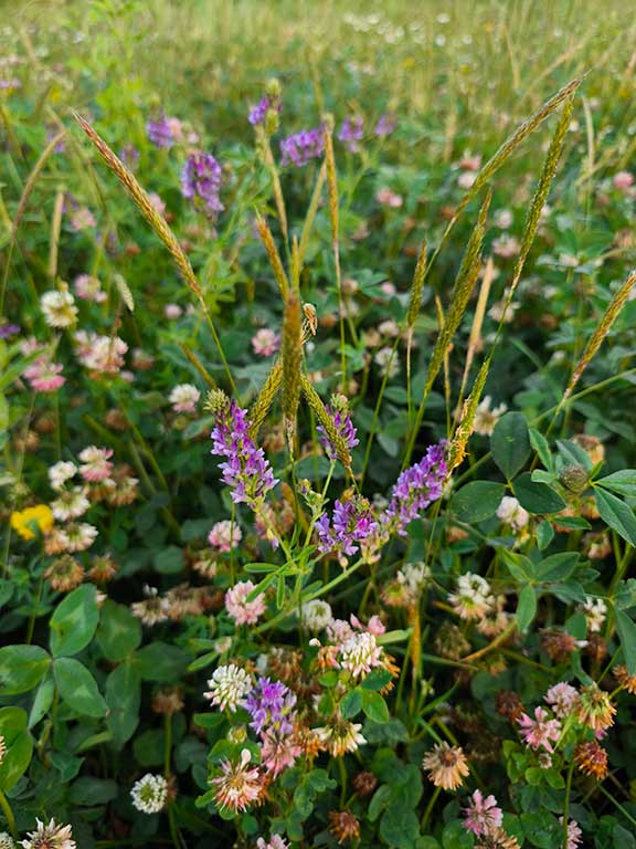 Purple lucerne spikes among white and pink clover at Wysall Village