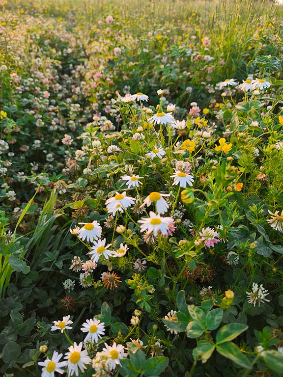 White mayweed among clover and trefoil on the Wysall field
