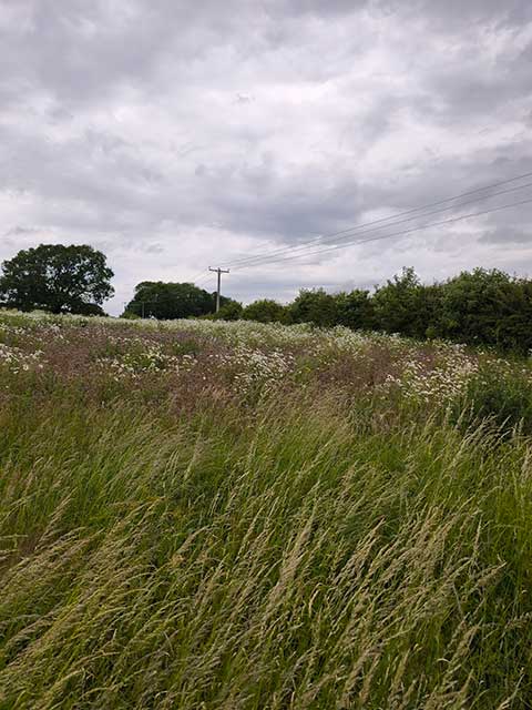 Oxeye daisy in flower on a field near Woodborough, under a cloudy sky