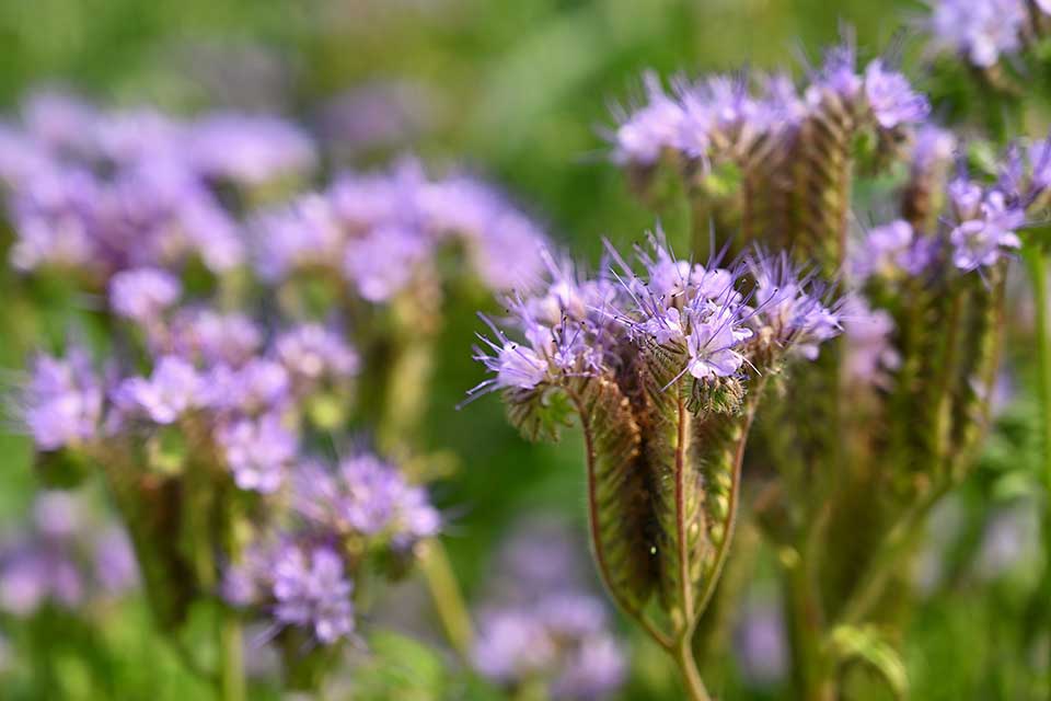 Phacelia for bees — purple-blue flower coils