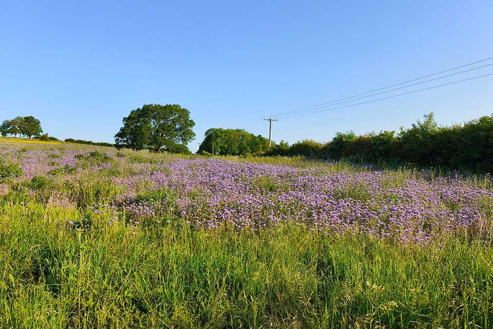 Phacelia in flower on a field about 550 metres from the Woodborough Village hives