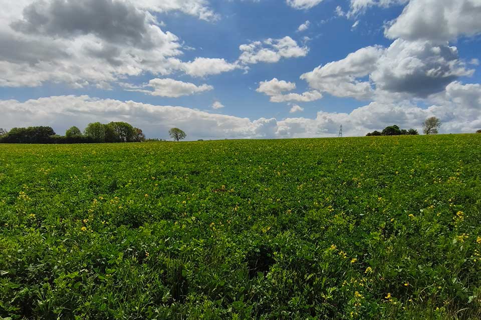 A green crop with yellow flowers in the field behind Riseholme Country Store at Wysall Village