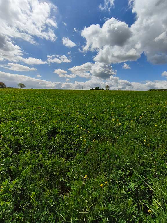A green field with scattered yellow flowers behind Riseholme Country Store at Wysall