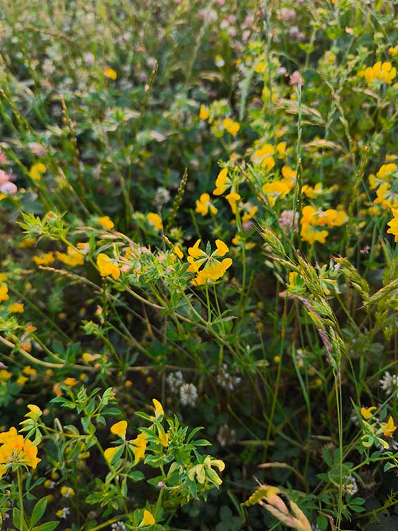 Yellow trefoil flowers in the meadow at Wysall Village