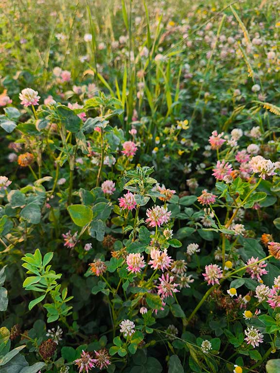 White and pink clover heads in the meadow at Wysall Village