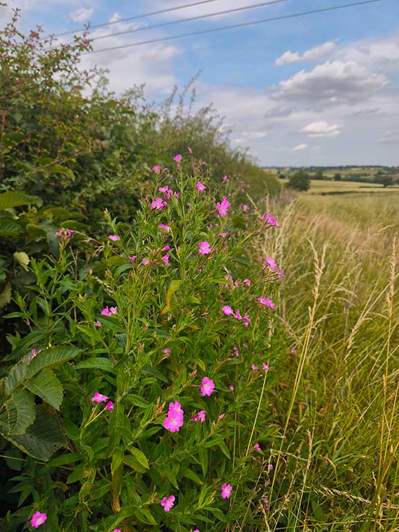 Pink willowherb in flower along a hedge at Wysall Village