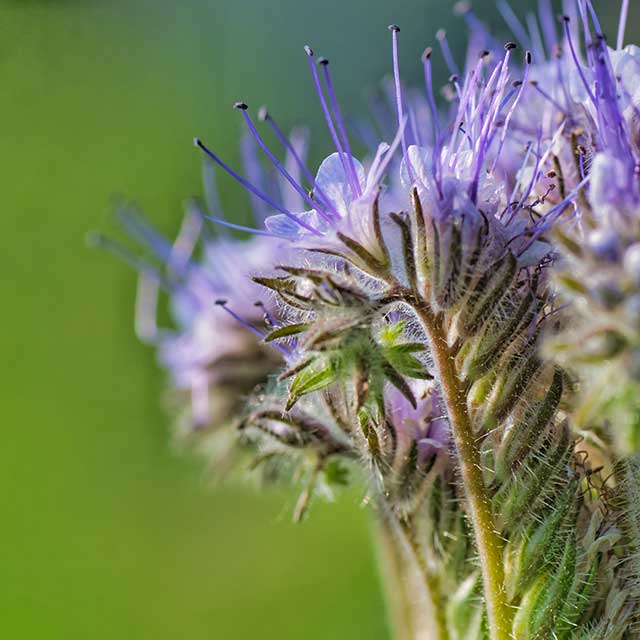Phacelia for bees — bristly calyx and long stamens